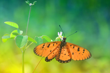butterfly on leaf