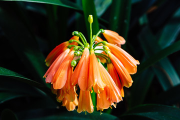 Fototapeta premium Close up view of Clivia Nobilis, green-tip forest lily, is a species of flowering plant in the genus Clivia, of the family Amaryllidaceae, native to South Africa