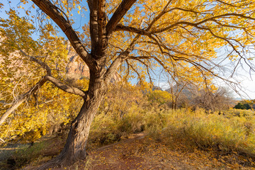 Naklejka premium Beautiful autumn landscape around Zion National Park