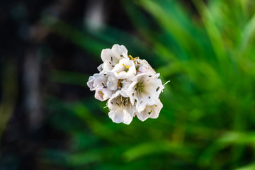 white flower