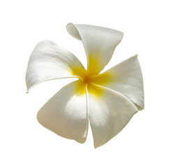 Plakat detail front view on frangipani, plumeria, temple tree flower isolated