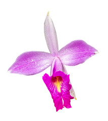single pink orchid flower isolated