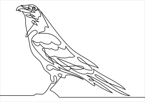 recommend clip art: Raven. Continuous line drawing. illustration.