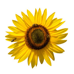 big yellow sun flower (Helianthus) blossom with bees on it isolated