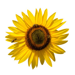 Fototapeta premium big yellow sun flower (Helianthus) blossom with bees on it isolated
