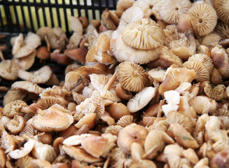 Marasmius oreades, the Scotch bonnet, is also known as the fairy ring mushroom or fairy ring champignon. Mushrooms pattern.