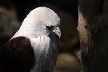 Brahminy Kite(Red-backed Sea Eagle)