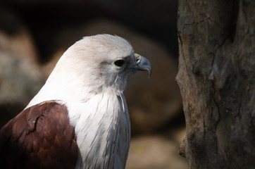 Brahminy Kite(Red-backed Sea Eagle)