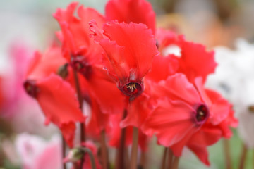 Persian cyclamen Cabrilla