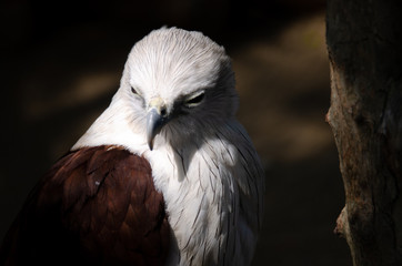 Brahminy Kite(Red-backed Sea Eagle)