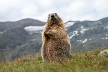 Murmeltier (Marmota) in den Alpen