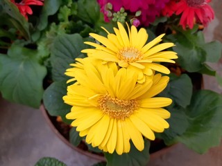 お花屋さんで咲いていた黄色いガーベラ