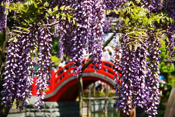 Fototapeta premium 亀戸天神社の藤まつり 