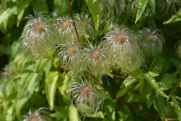Clematis ispahanica