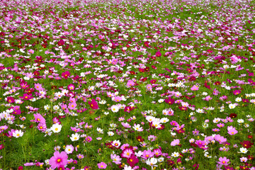 コスモス畑
