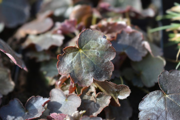 Palace Purple Coral Bells