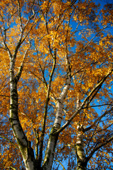 Birke im Herbst