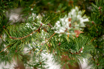 fir branches in the snow