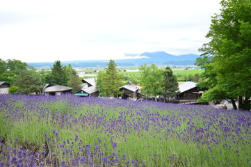 北海道のラベンダー畑