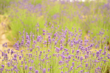 ラベンダー畑②