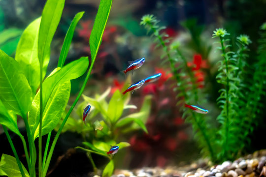 Blue neons - tropical aquarium fish with red and blue stripes