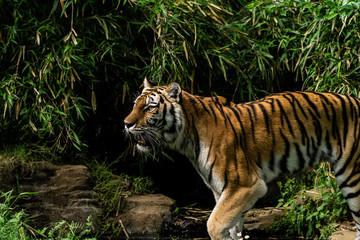 Tiger Stalking through the forest