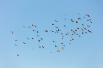 pigeons flying in blue sky