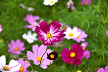 コスモス