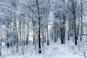 winter forest in the snow