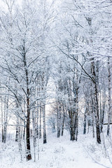 winter forest in the snow