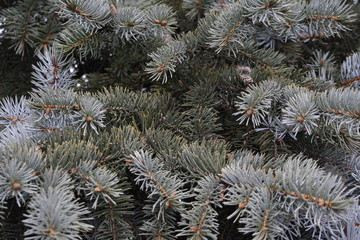 Naklejka na ściany i meble green background, close up branches of spruce, nature, evergreen tree needles