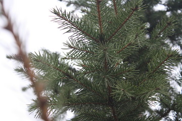close up photo of evergreen tree branch, nature background, fir tree