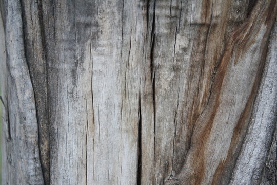 background, wood texture, photograph of the trunk of an old cracked tree