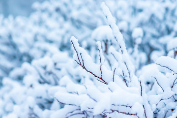 winter forest in the snow