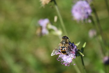 nature backround, close up of flower with a flying insect, meadow scenary, sunny summer day