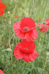 close up of two blooming poppy flowers, red flowers on a green meadow