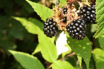 close up picture of blackberies on branch, green leaves as background
