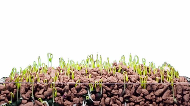 Germination of lentil seeds on a white background, time lapse