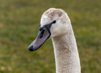 Image of a young, white swan bird