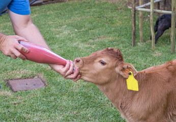 A young orphaned Limousin breed calf being fed by hand with a bottle and a teat image in horizontal...