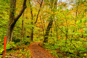 Fototapeta premium View of Oirase Stream Walking Trail in the colorful foliage of autumn forest