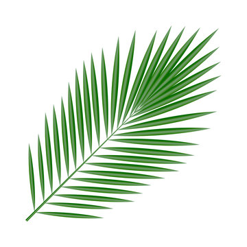 Leaf of tropical plants. Isolated items. Palm tree.
