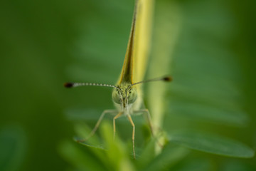 butterfly frontal shot