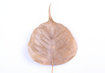 Dry bodhi leaf isolated on white background .
