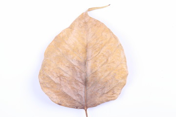 Dry bodhi leaf isolated on white background .