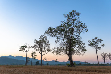 Fototapeta na wymiar sweet sunrise above the big trees in the rice field during harvest season.