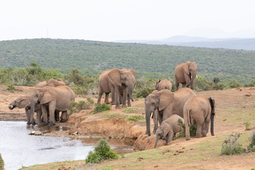 Fototapeta na wymiar Herd of African elephants (Loxodonta africana) at Addo Elephant National Park, Eastern Cape, South Africa drinking at Gwarrie Pan