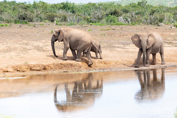 Obraz premium African elephants (Loxodonta africana) at Addo Elephant National Park, Eastern Cape, South Africa reflected in Gwarrie Pan