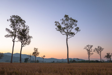 Obraz premium sweet sunrise above the big trees in the rice field during harvest season.