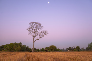 Fototapeta premium sweet sunrise above the big trees in the rice field during harvest season.